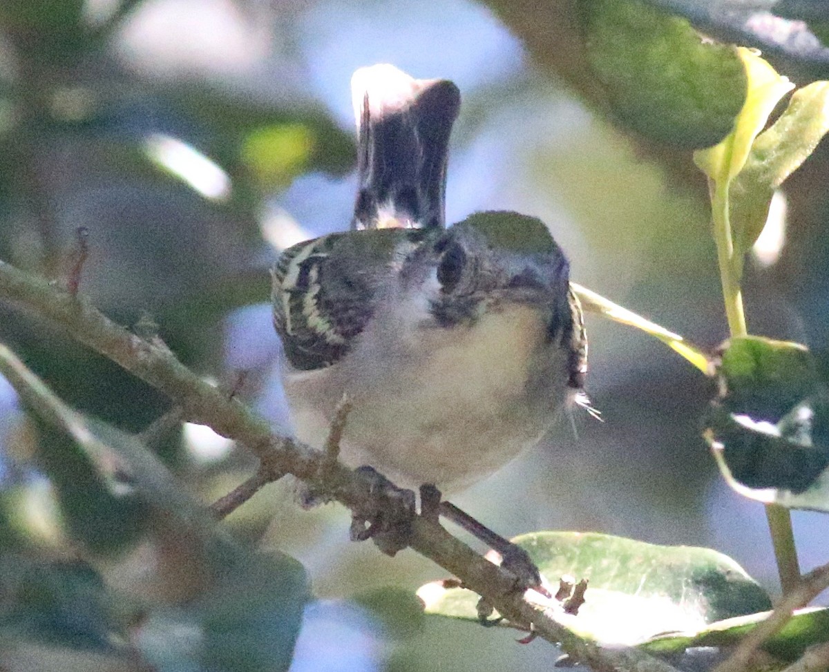 Chestnut-sided Warbler - ML638304273