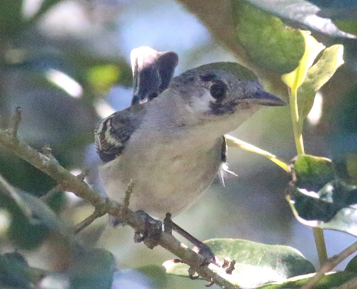 Chestnut-sided Warbler - ML638304274