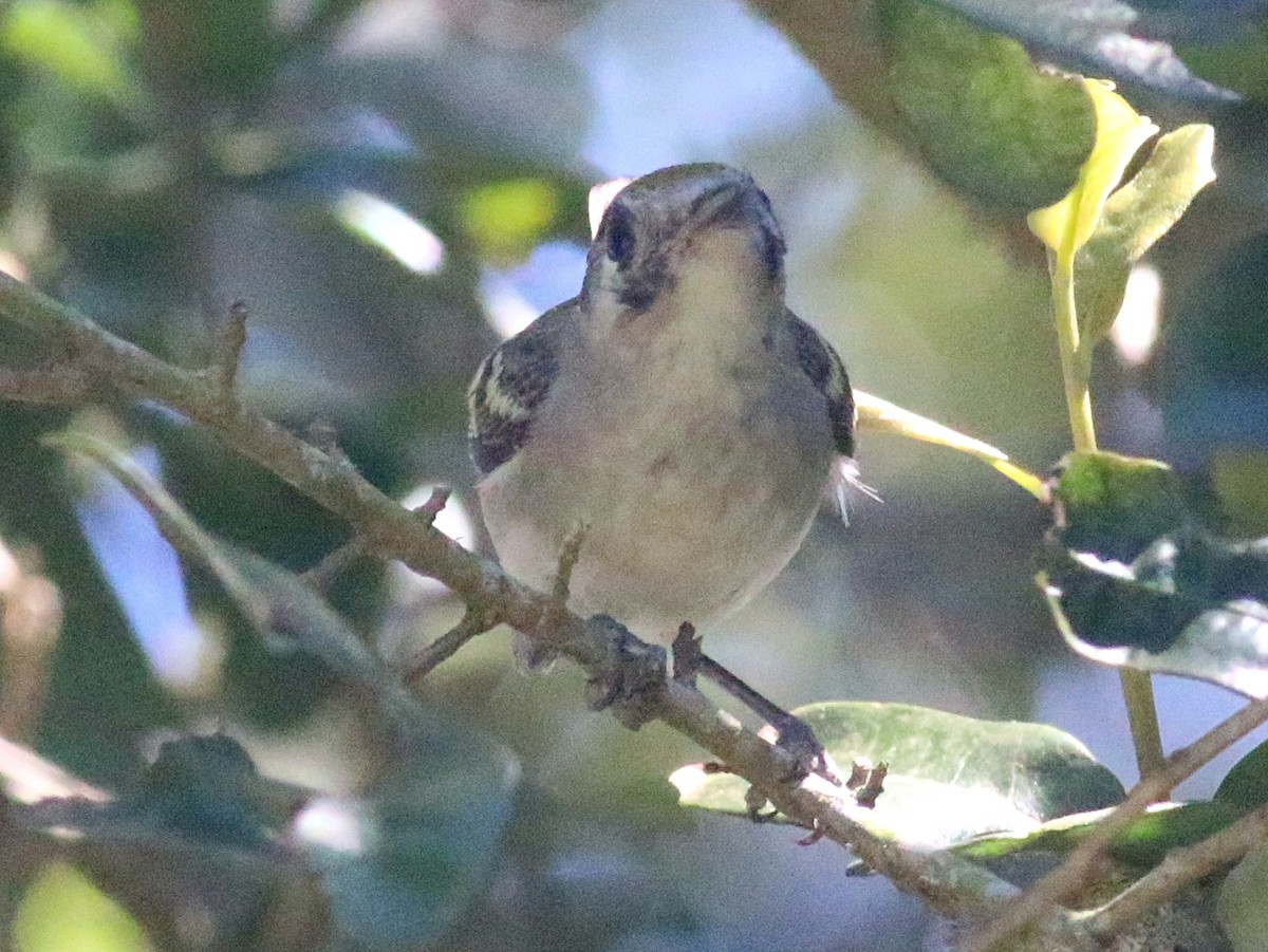 Chestnut-sided Warbler - ML638304275