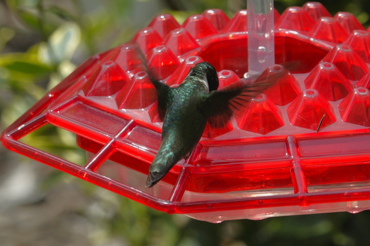 Ruby-throated Hummingbird - ML638304277
