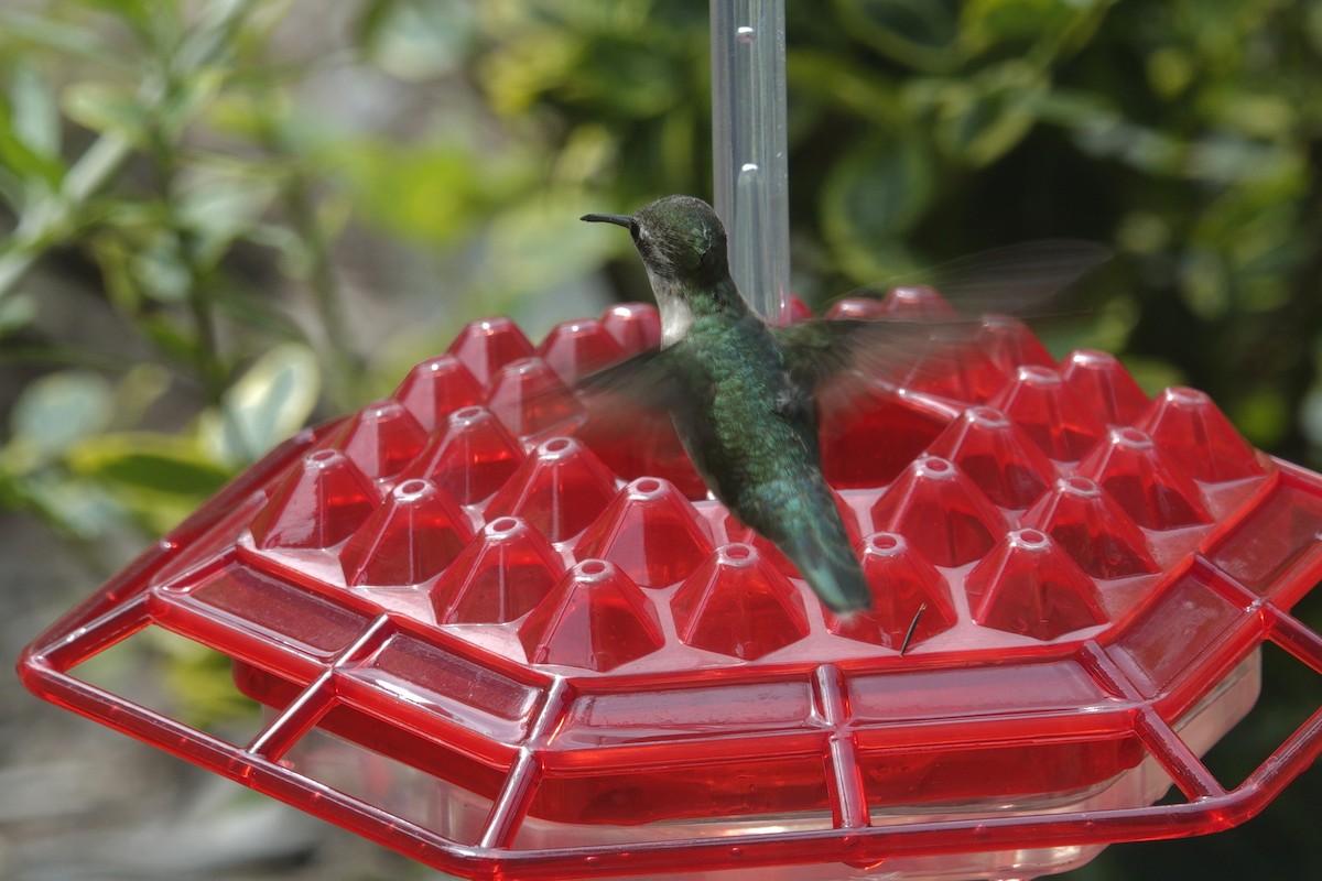 Ruby-throated Hummingbird - ML638304278