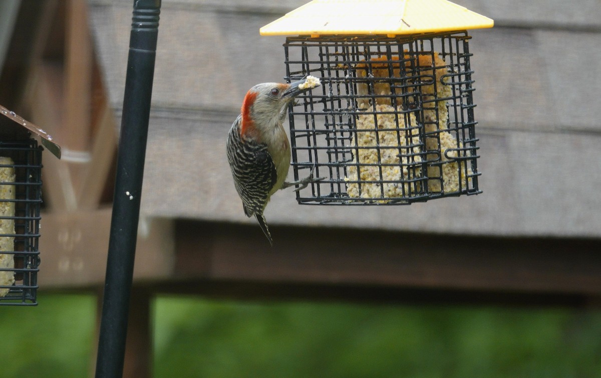 Red-bellied Woodpecker - ML638304281