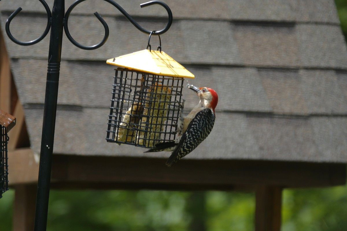 Red-bellied Woodpecker - ML638304282