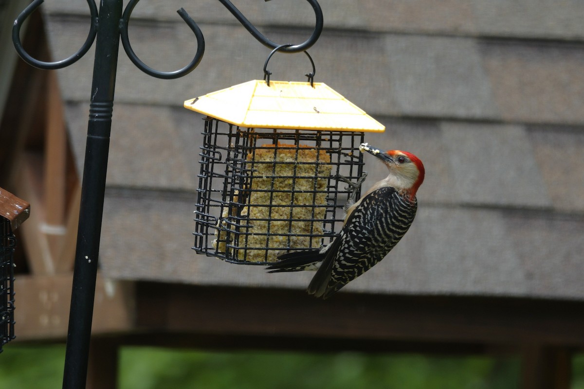 Red-bellied Woodpecker - ML638304283