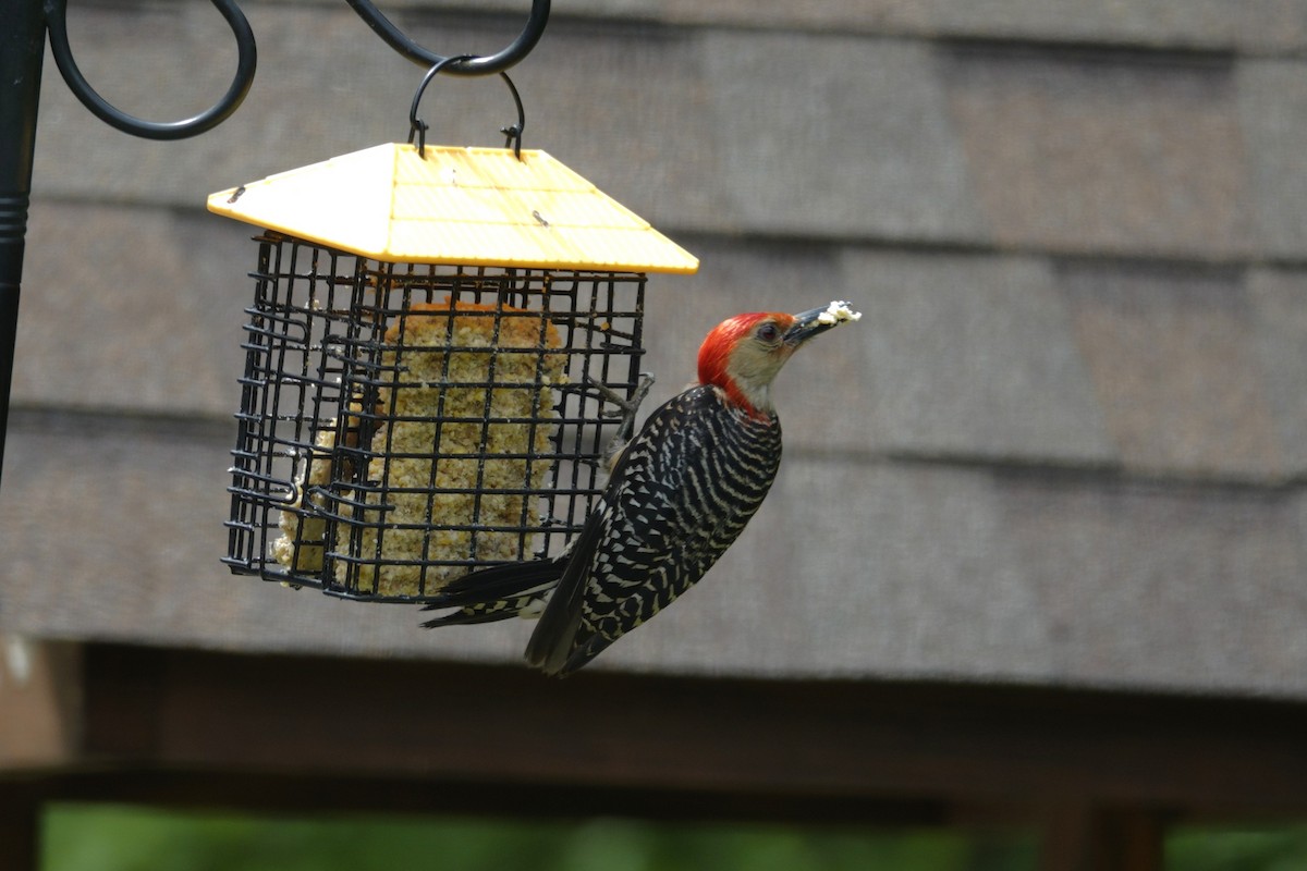 Red-bellied Woodpecker - ML638304284