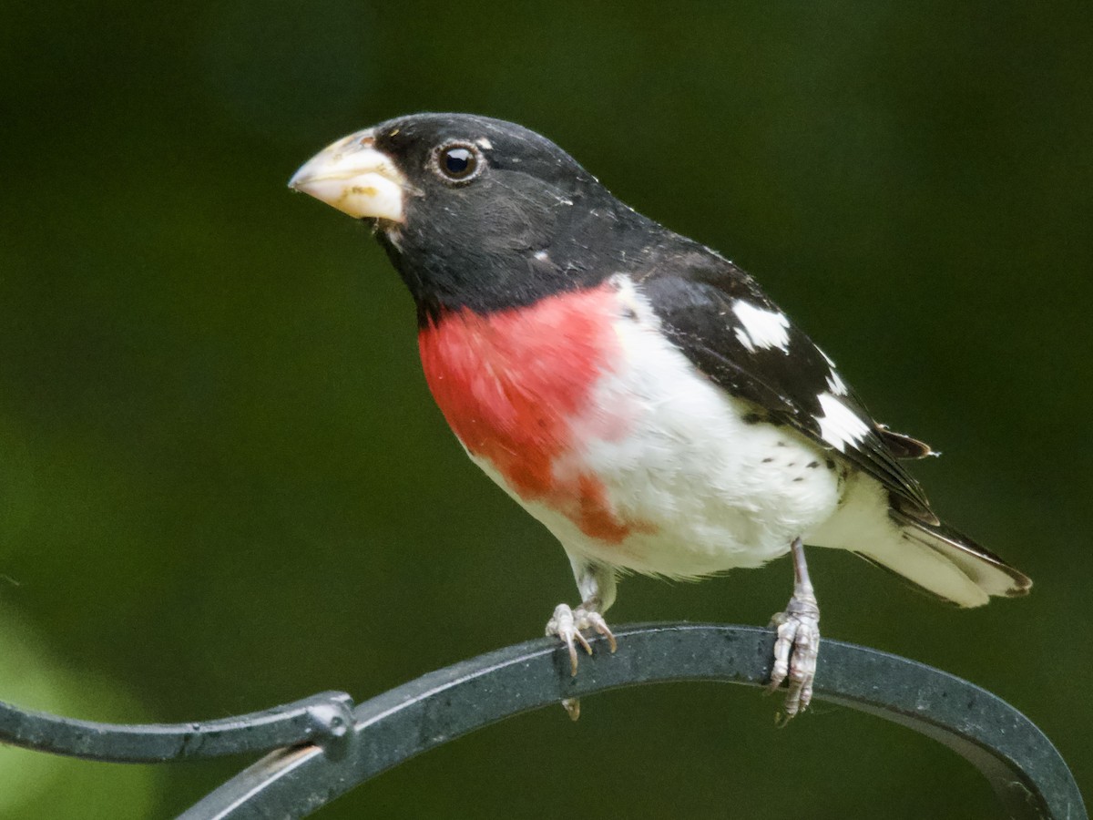 Rose-breasted Grosbeak - ML638304285