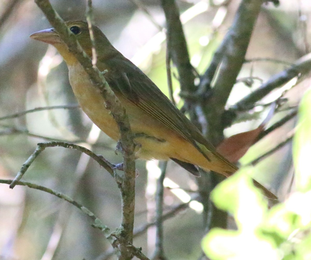 Summer Tanager - ML638304287
