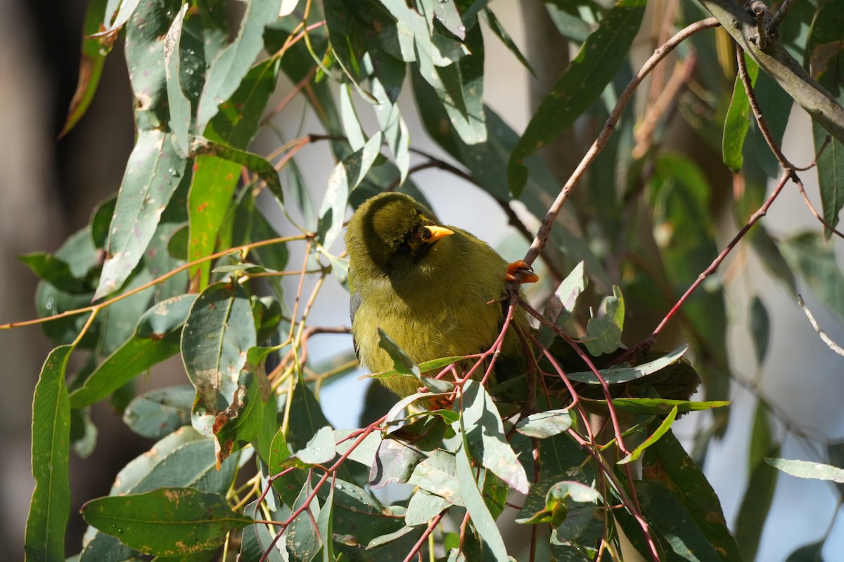 Bell Miner - ML638304295