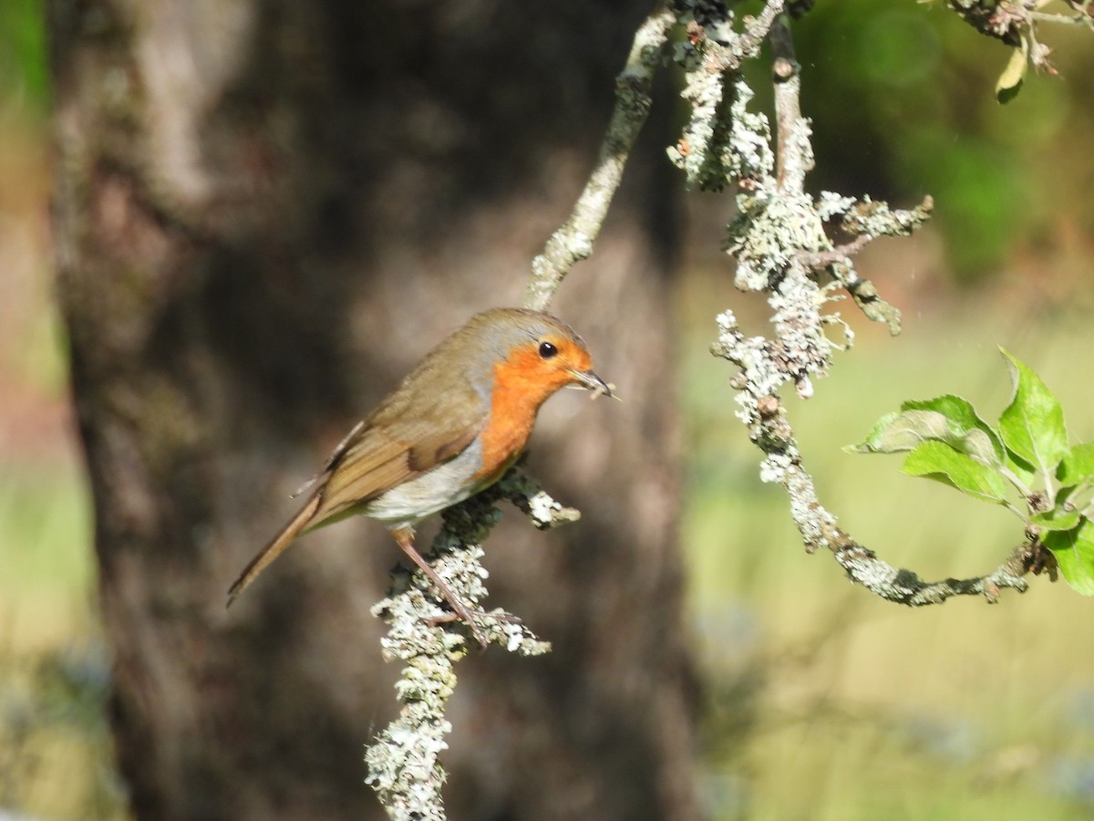 European Robin - ML638304303