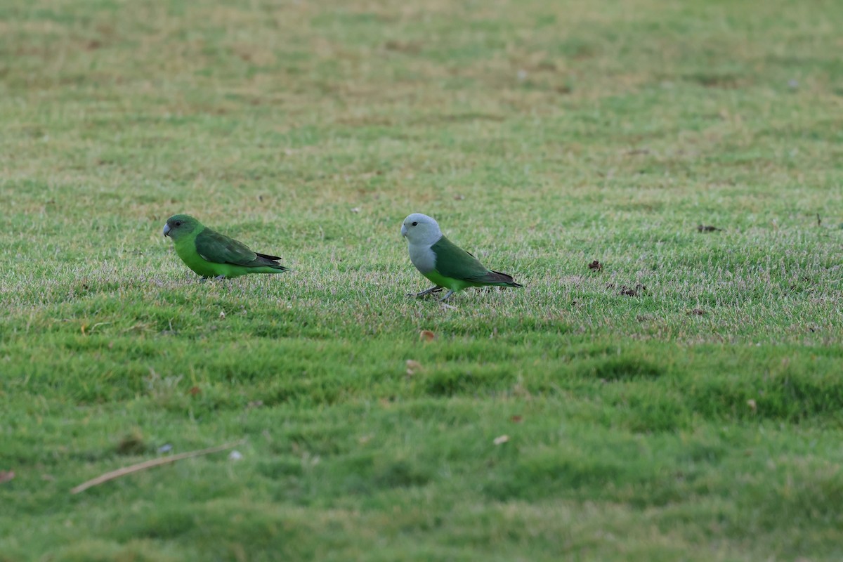 Gray-headed Lovebird - ML638304304
