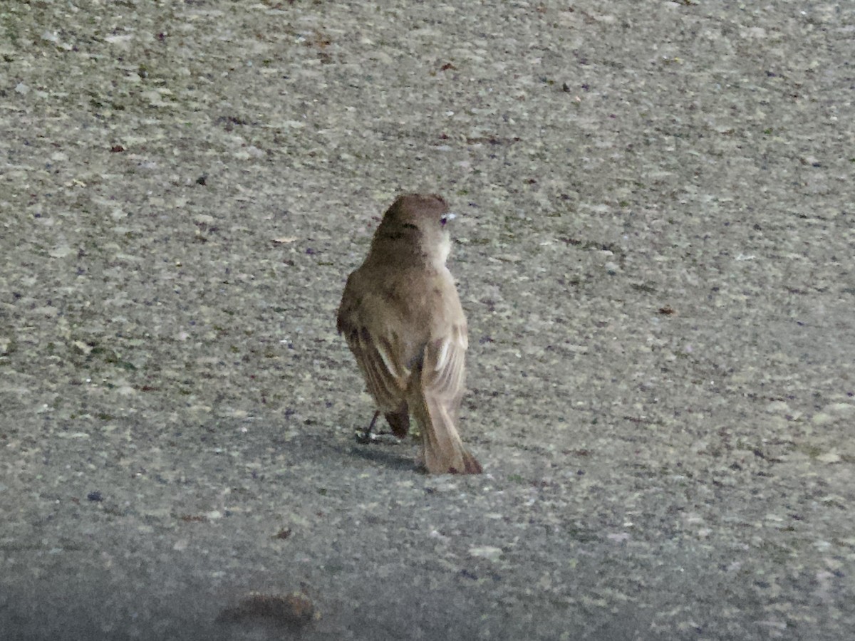Eastern Phoebe - ML638304306