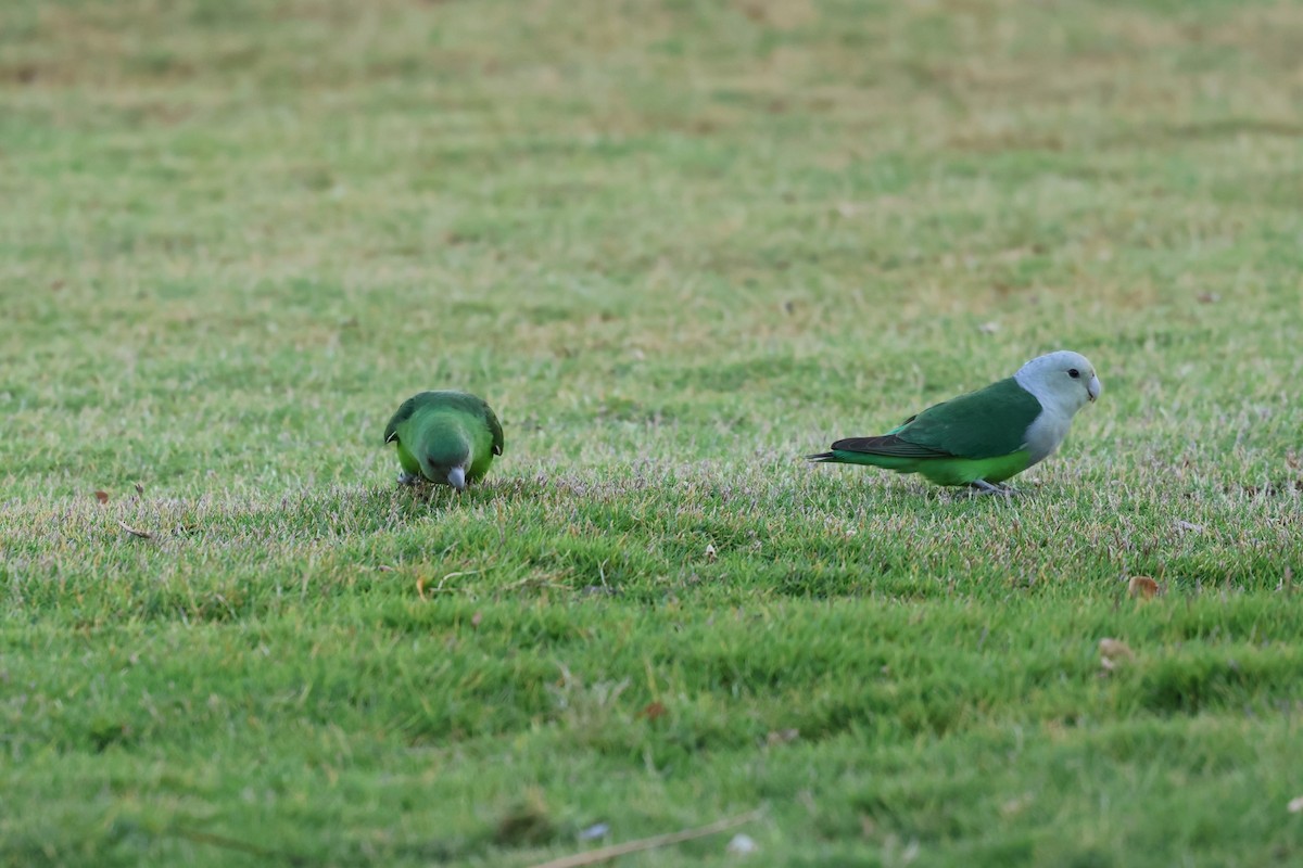 Gray-headed Lovebird - ML638304308