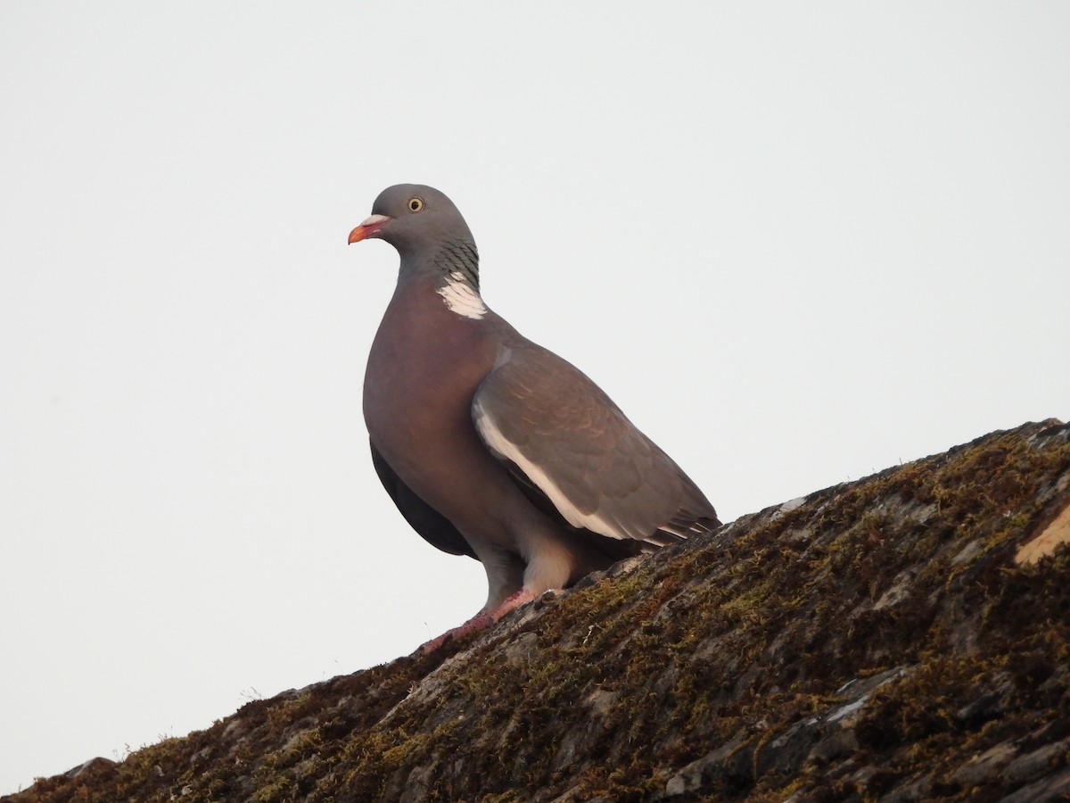 Common Wood-Pigeon - ML638304309