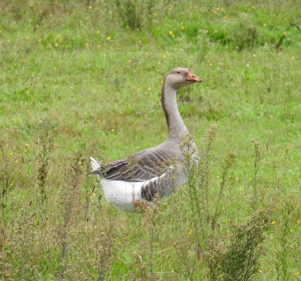 Graylag Goose (Domestic type) - ML638304310
