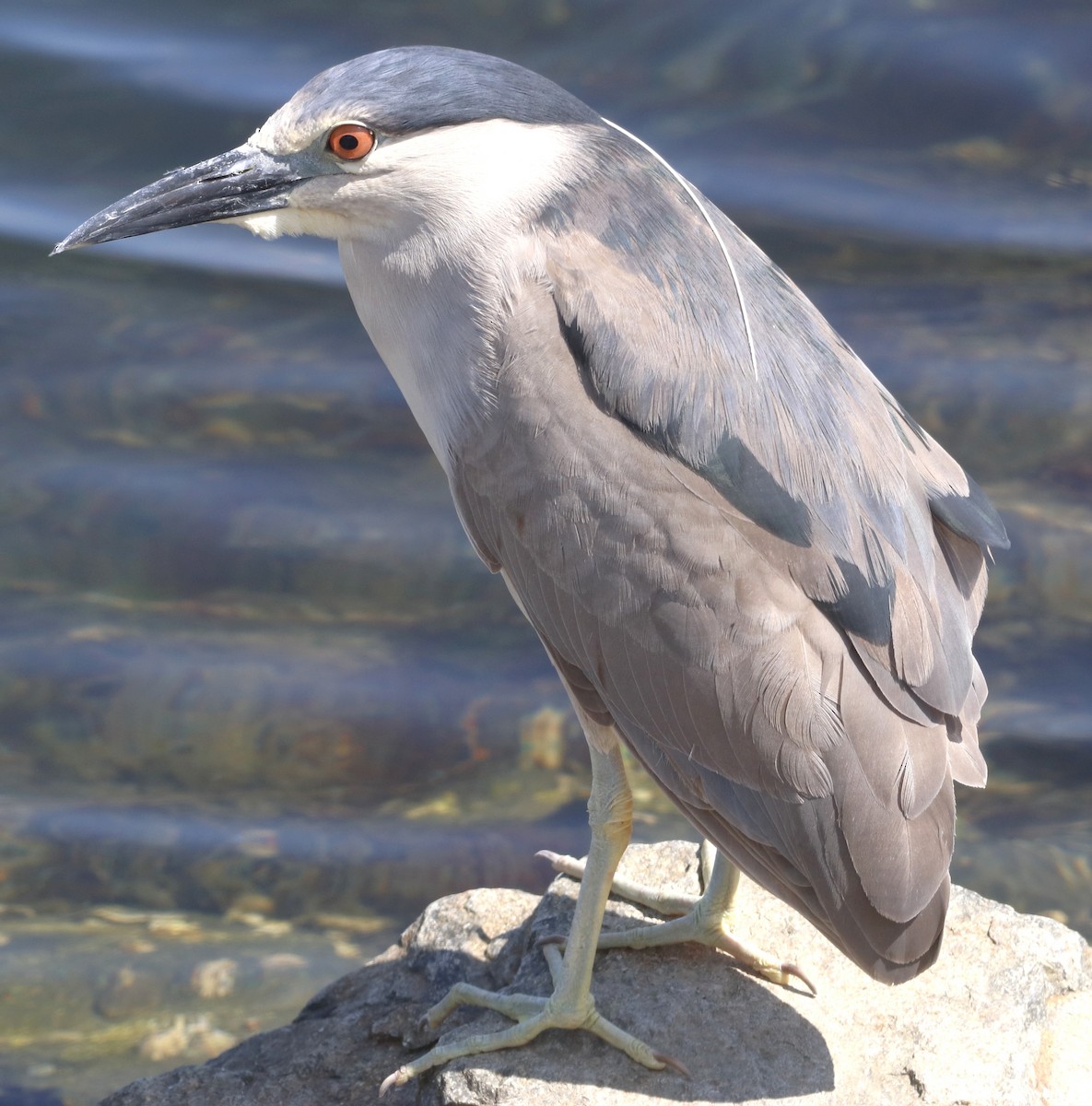Black-crowned Night Heron - ML638304311