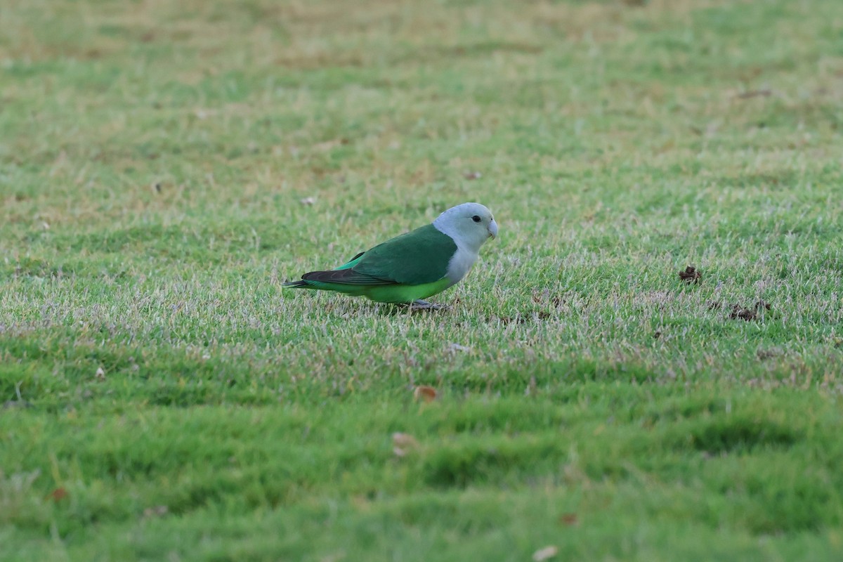 Gray-headed Lovebird - ML638304313