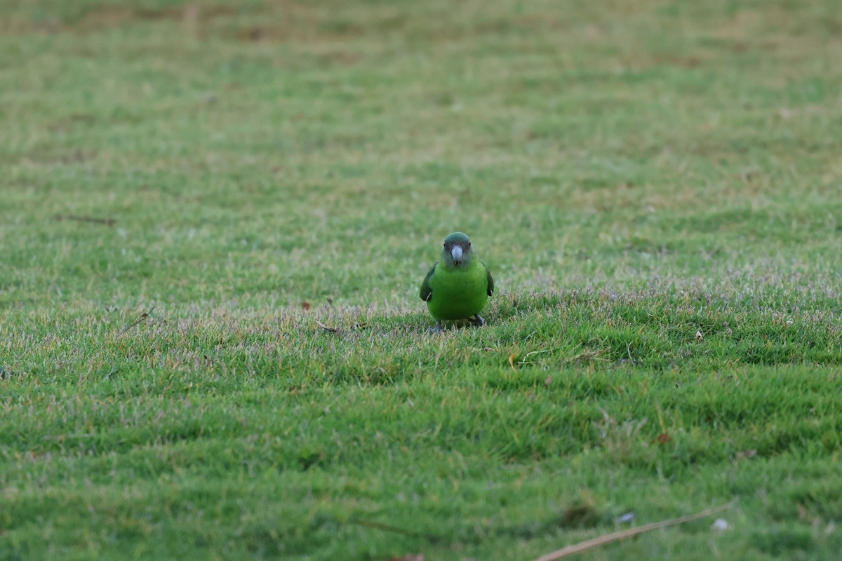 Gray-headed Lovebird - ML638304317