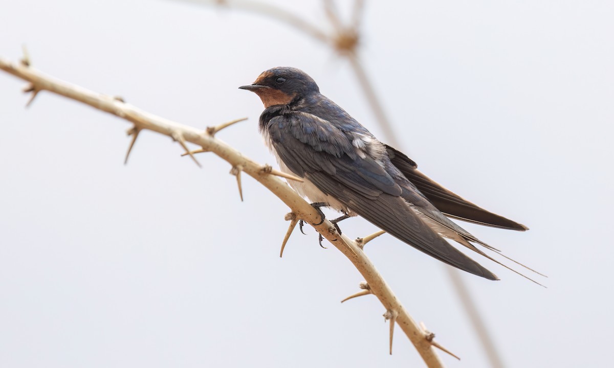Barn Swallow (White-bellied) - ML638304319