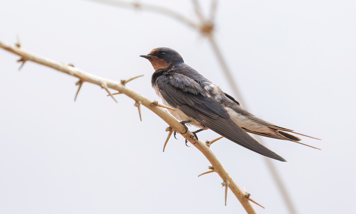 Barn Swallow (White-bellied) - ML638304320