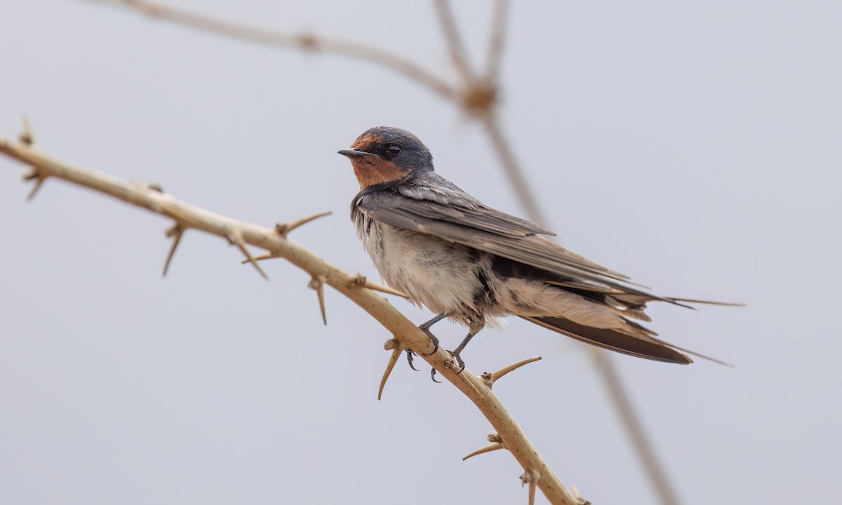 Barn Swallow (White-bellied) - ML638304321