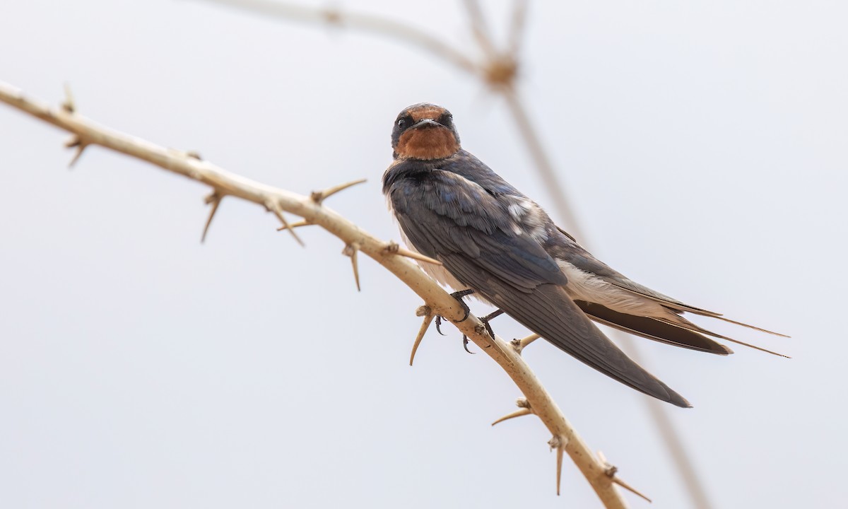 Barn Swallow (White-bellied) - ML638304322
