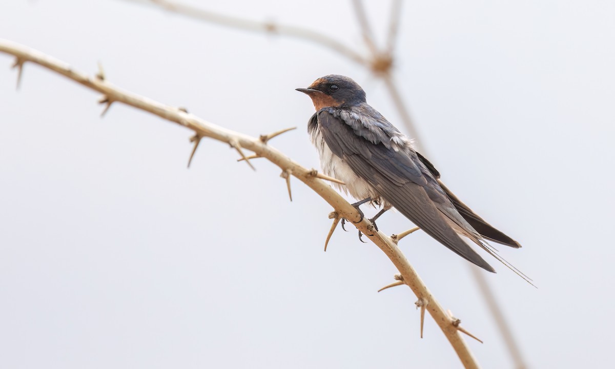 Barn Swallow (White-bellied) - ML638304323