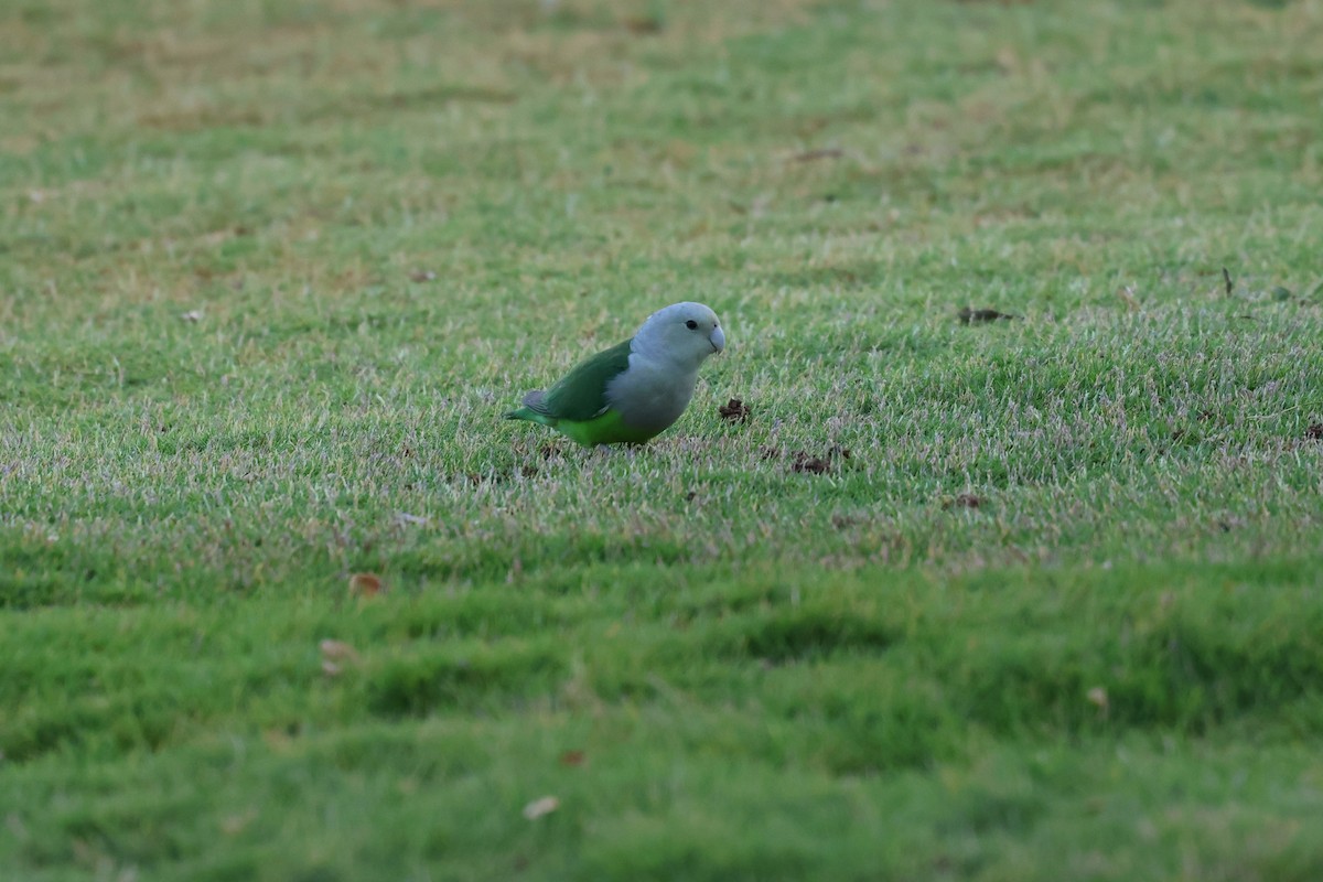 Gray-headed Lovebird - ML638304324