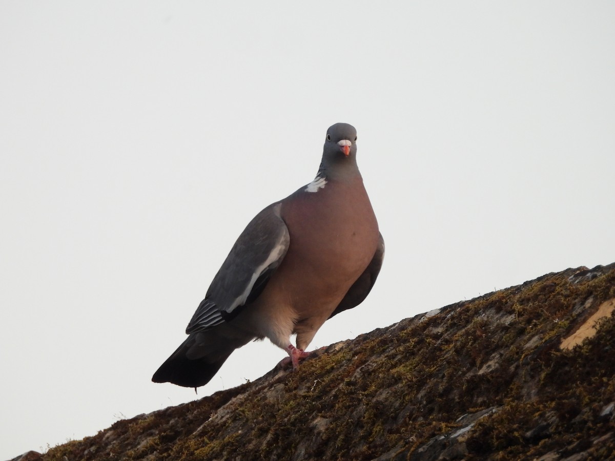 Common Wood-Pigeon - ML638304325