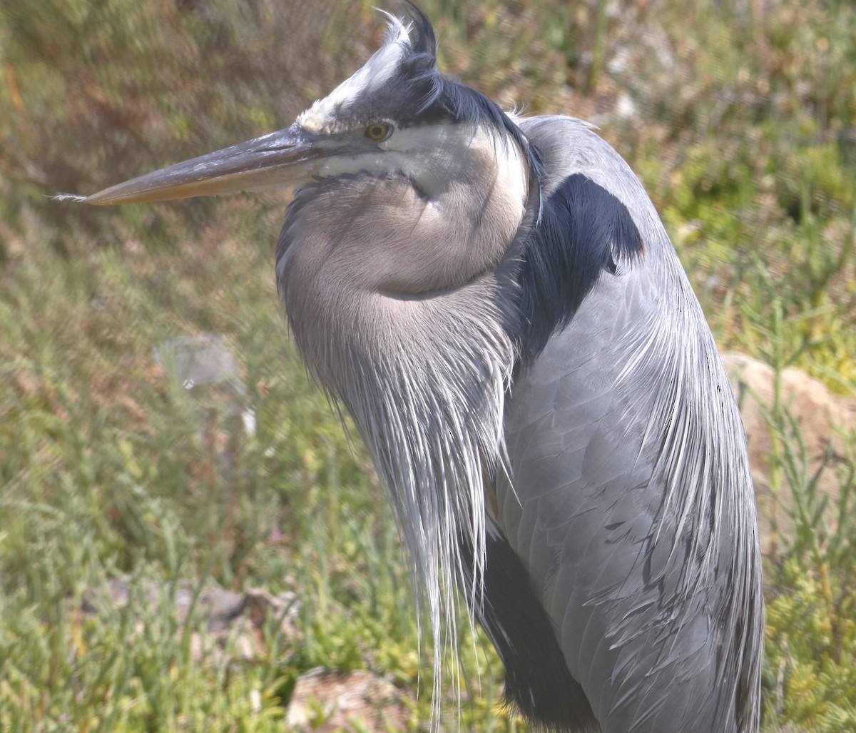 Great Blue Heron - ML638304326