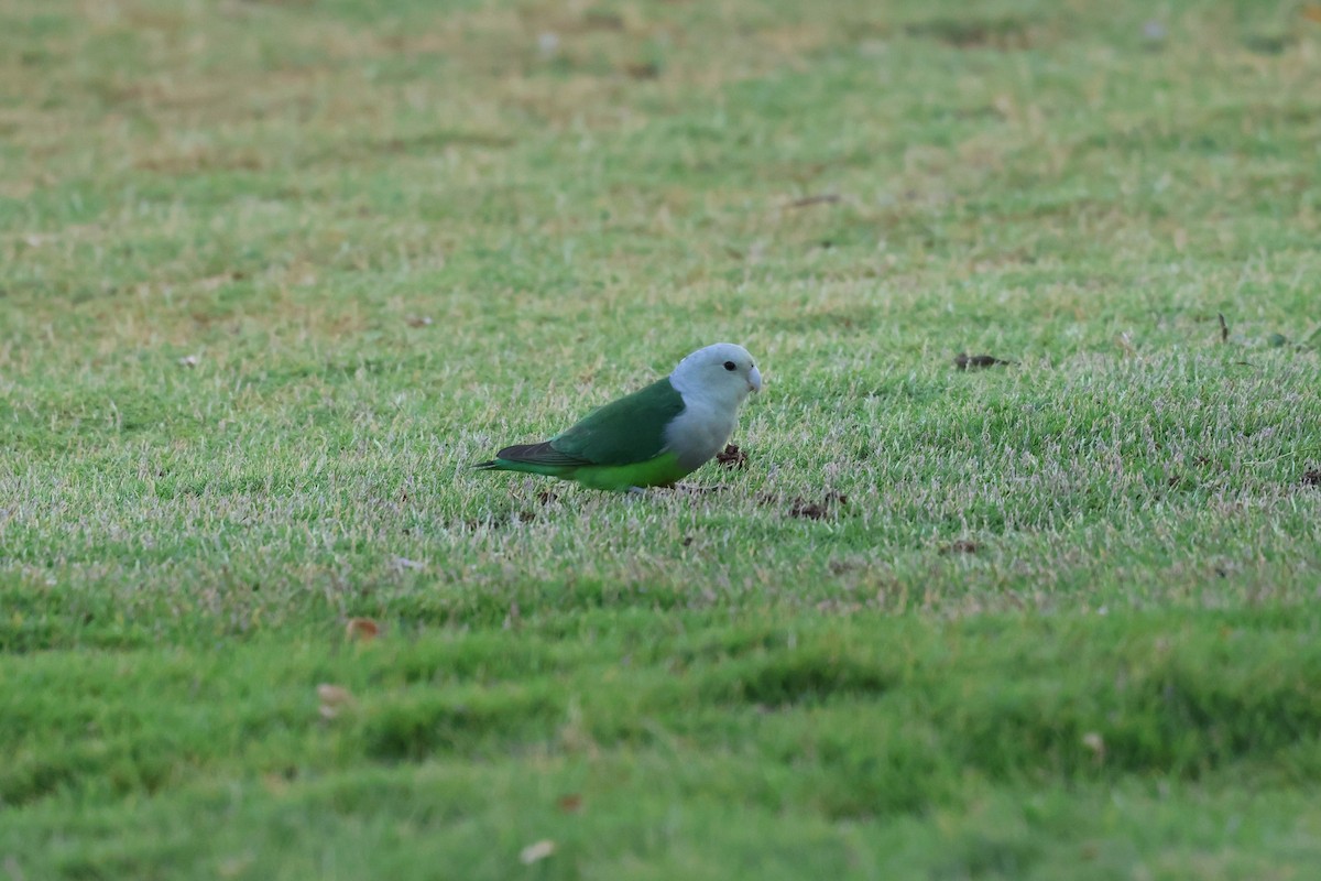 Gray-headed Lovebird - ML638304329