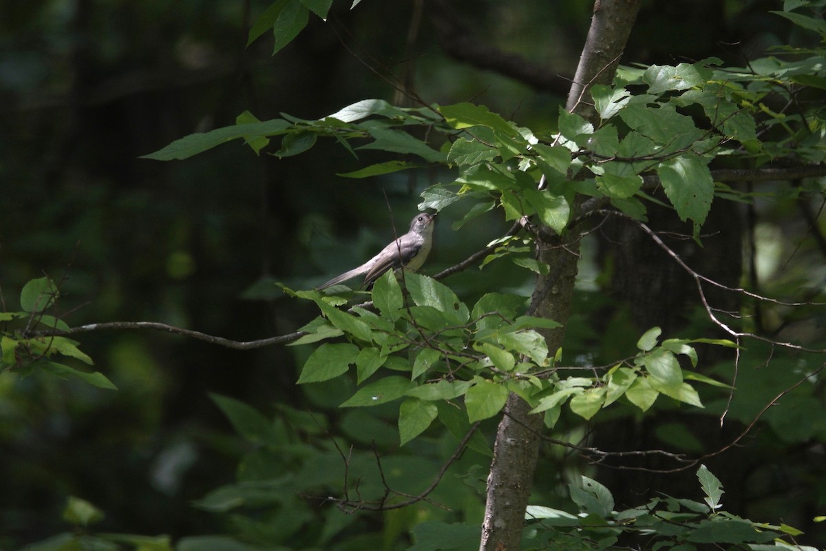 Tufted Titmouse - ML638304330