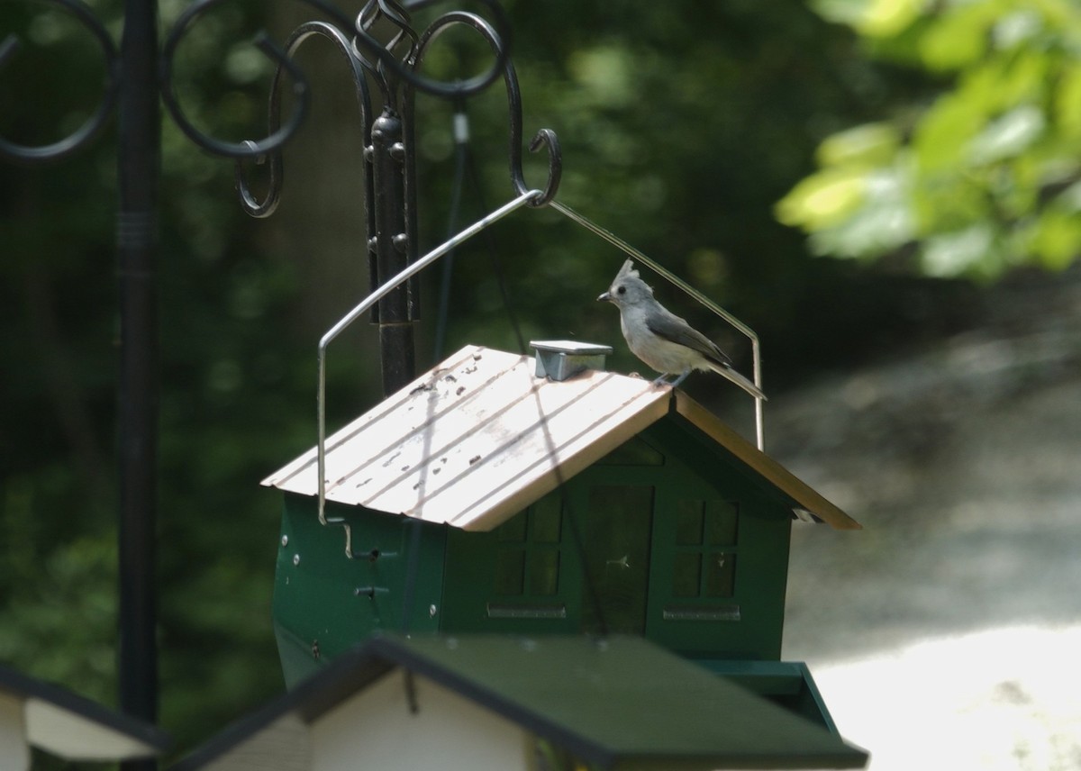 Tufted Titmouse - ML638304331