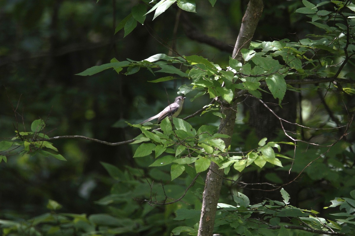 Tufted Titmouse - ML638304332