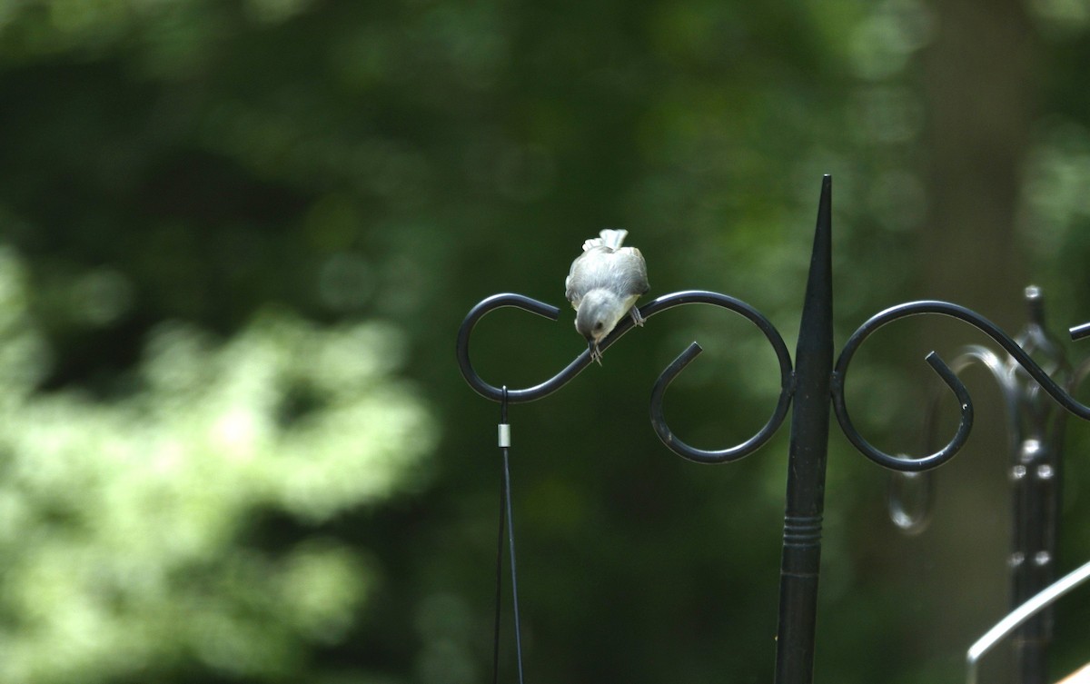 Tufted Titmouse - ML638304333