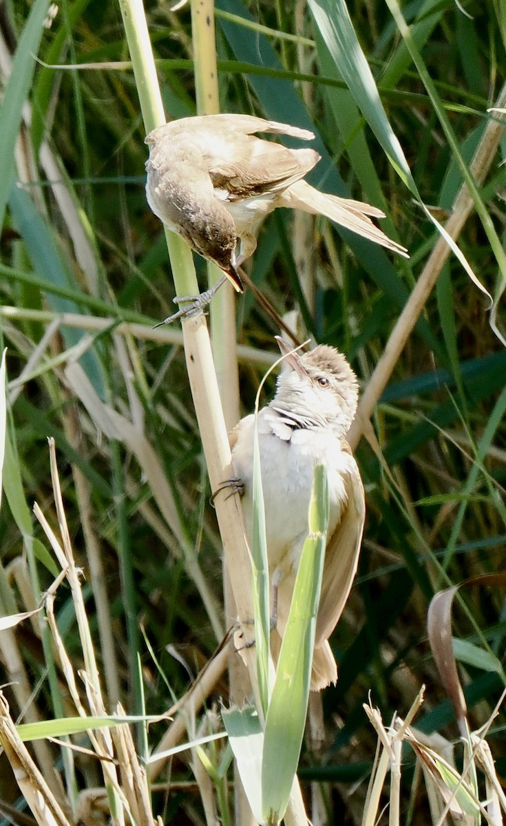 Great Reed Warbler - ML638304335
