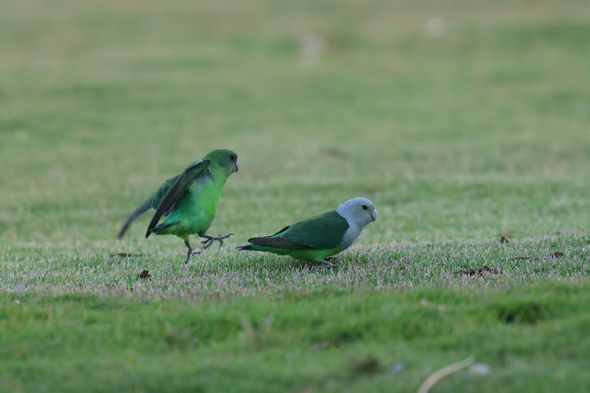 Gray-headed Lovebird - ML638304336