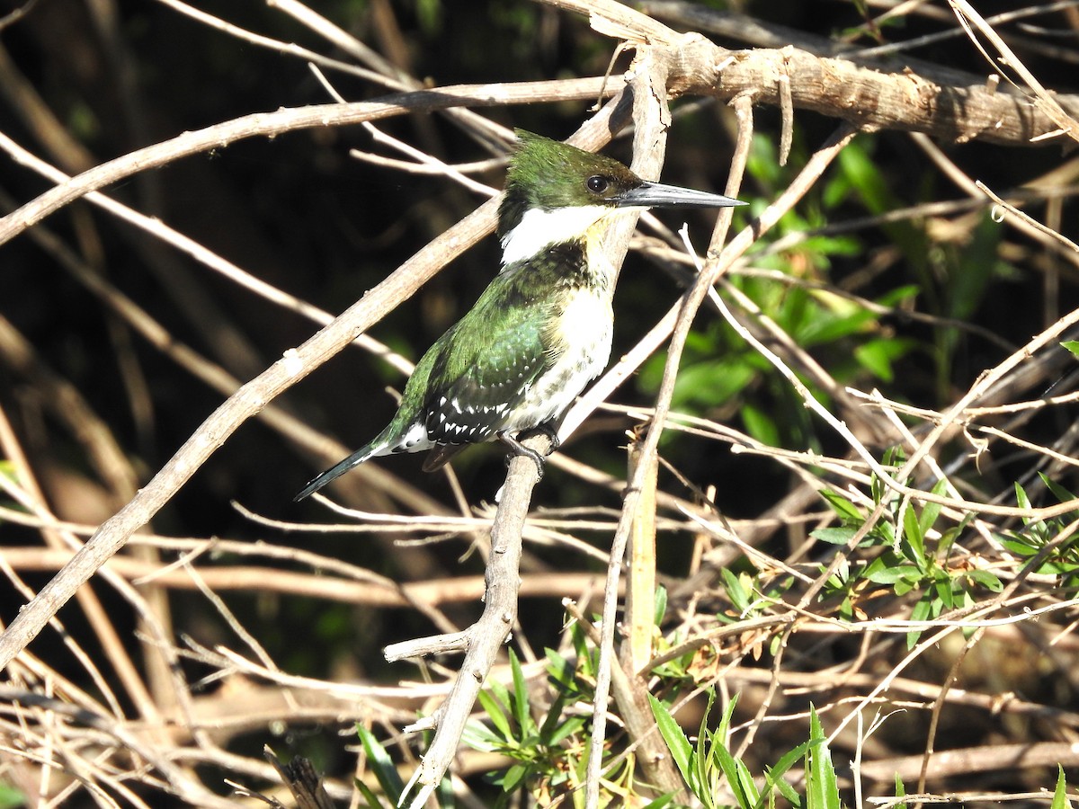 Green Kingfisher - ML638304337