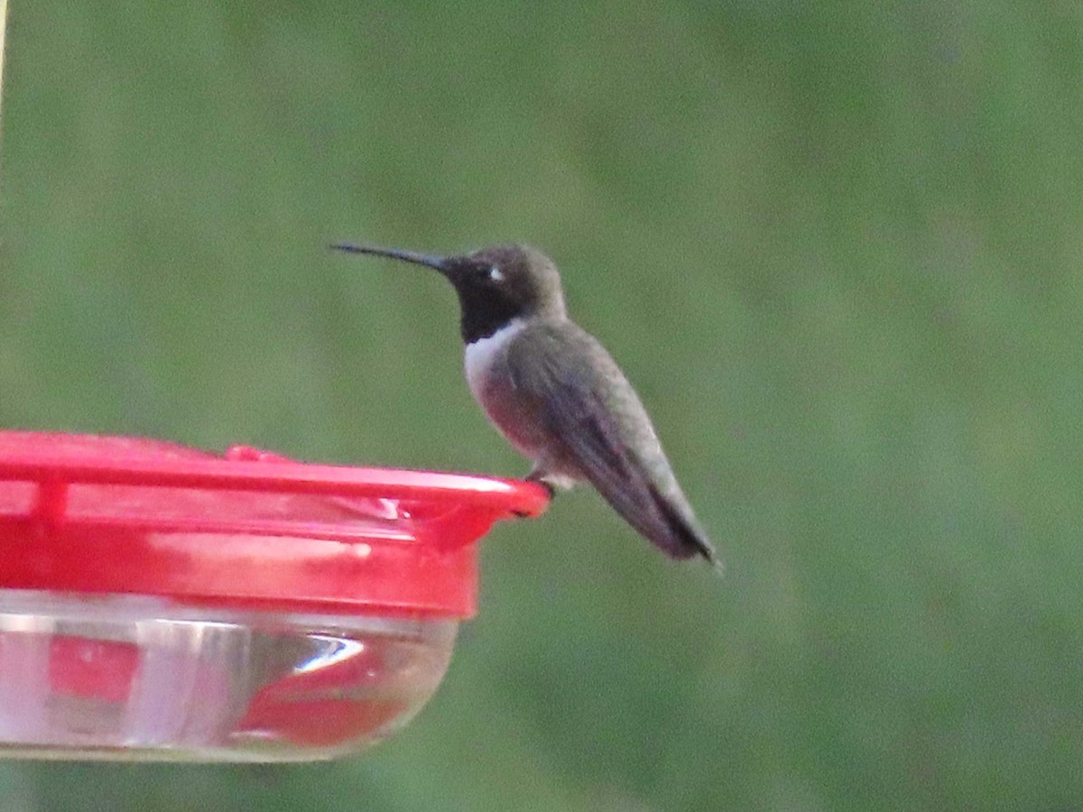 Black-chinned Hummingbird - ML638304338