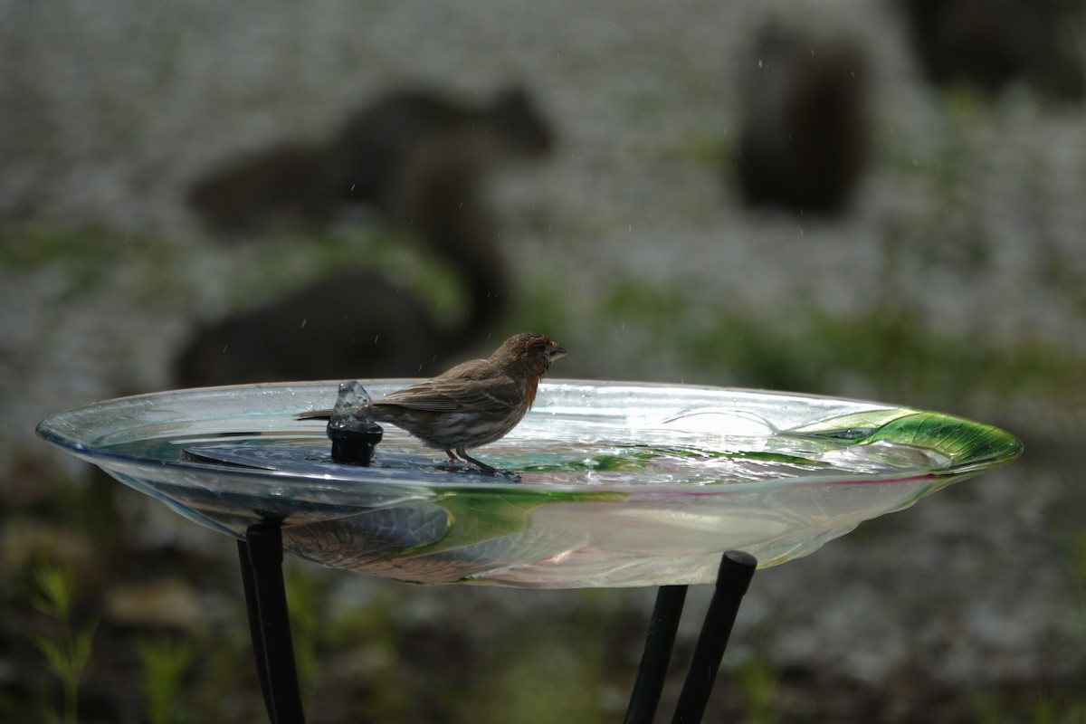 House Finch - ML638304346