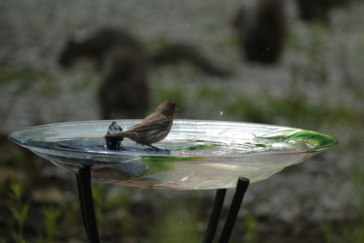 House Finch - ML638304347