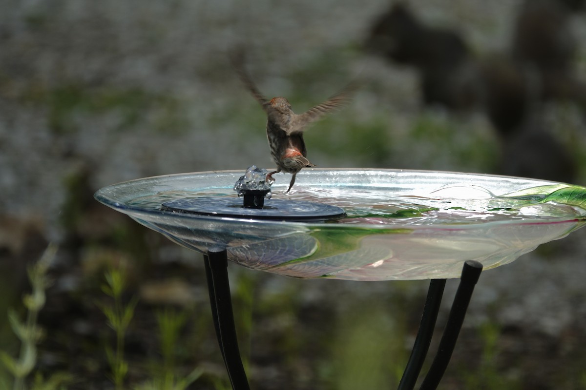 House Finch - ML638304348
