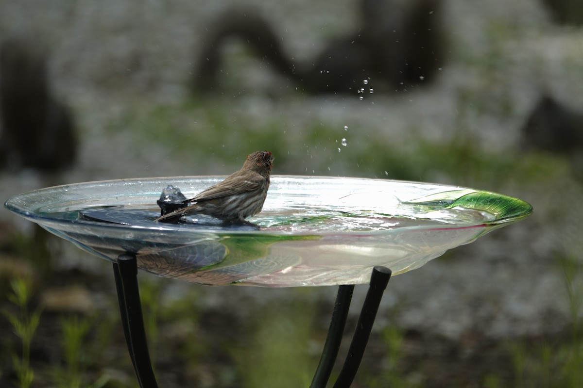 House Finch - ML638304349