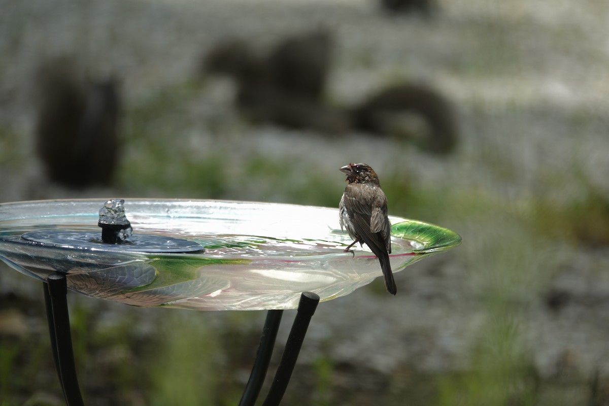 House Finch - ML638304351