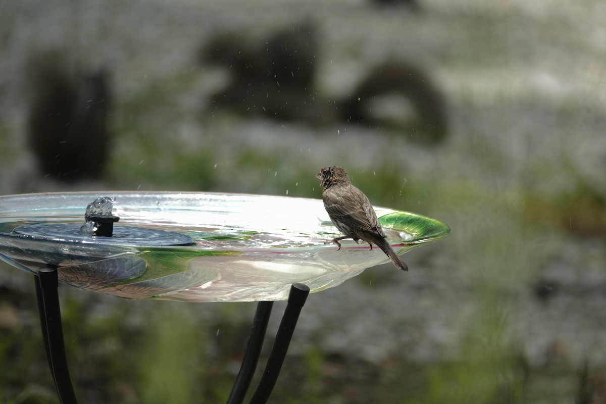 House Finch - ML638304352