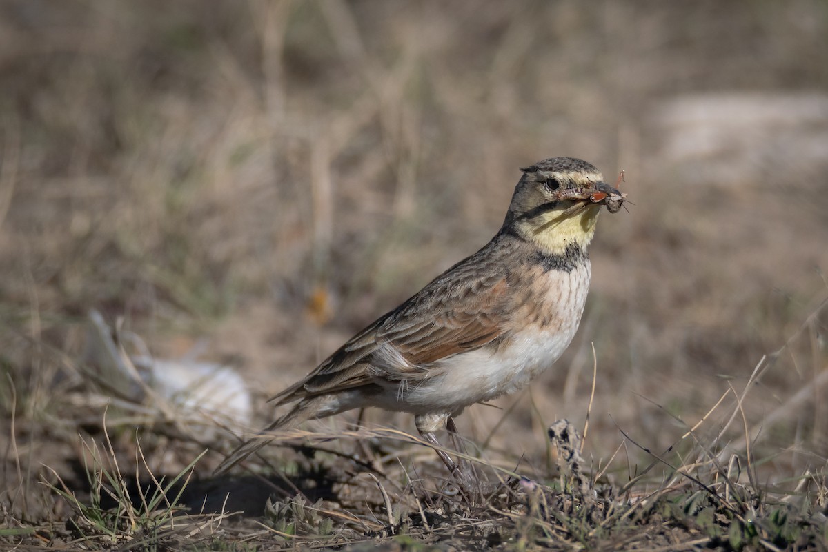 Horned Lark (Colombian) - ML638304360