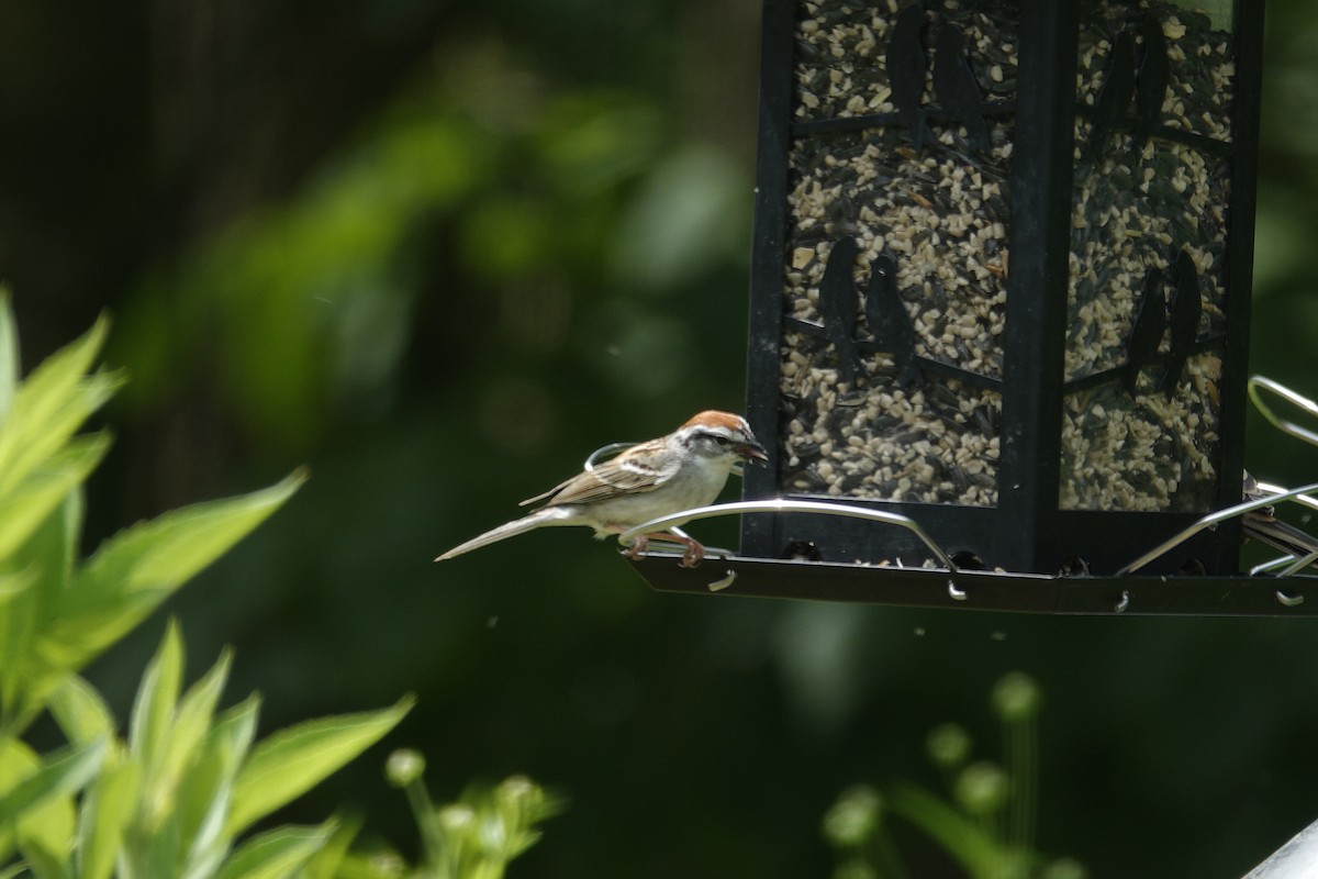Chipping Sparrow - ML638304364