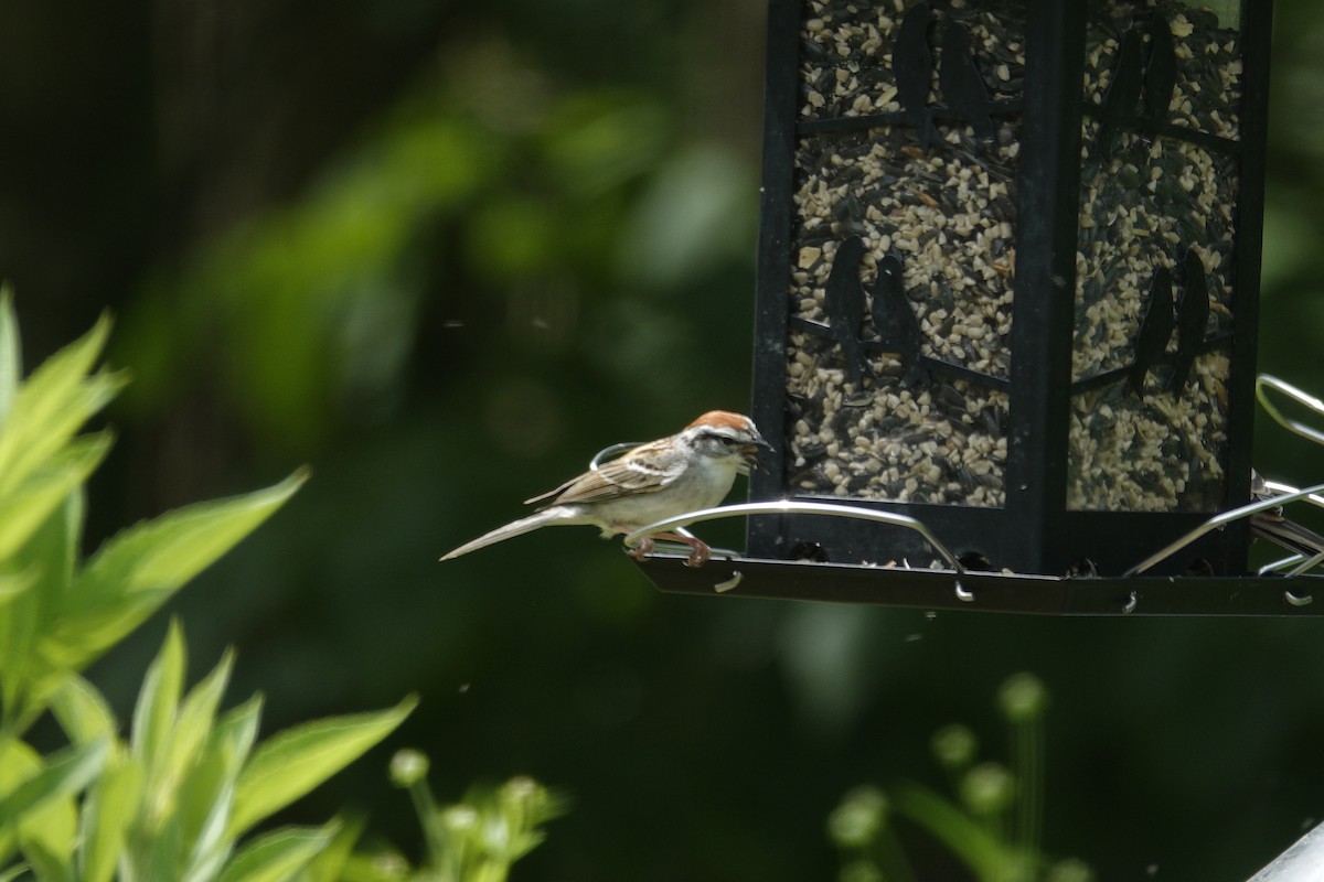 Chipping Sparrow - ML638304365