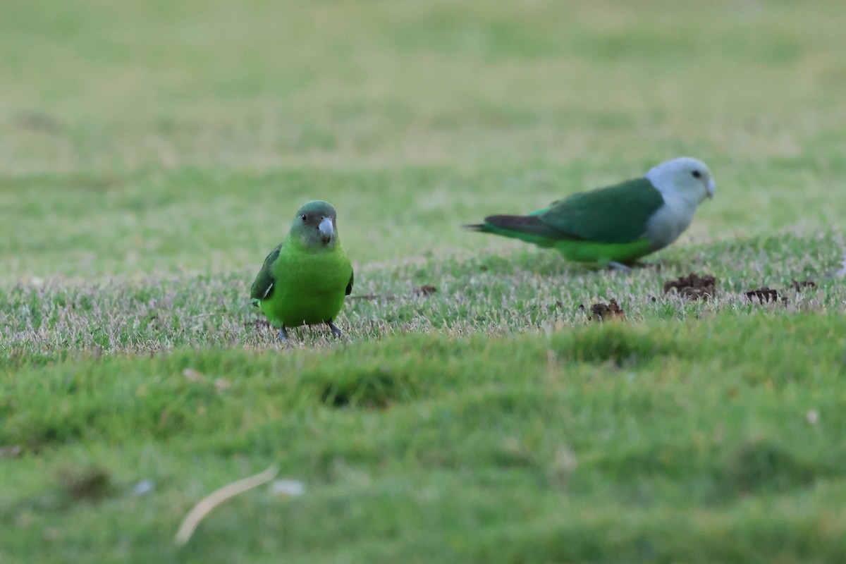 Gray-headed Lovebird - ML638304367