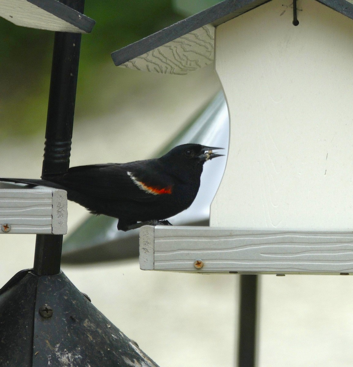 Red-winged Blackbird - ML638304369