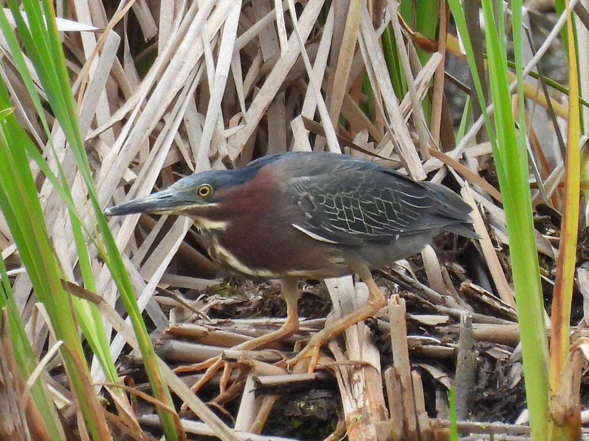 Green Heron - ML638304404